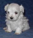 trop chou le chien trouver sur internet