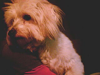mon toutou damour
