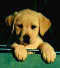 trop mignon ce labrador