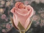 fleurs de bebe